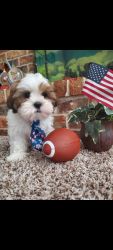 Sweet puppy Shih Tzu ready for loving home