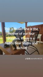 Four Shitzu- Bichon Teddy Bear puppies