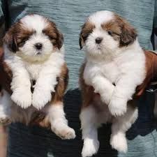 Shishtzu breed puppys super cute at 42 days