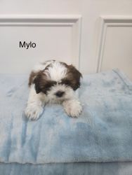Pure Breed Shih Tzu Puppies READY to come HOME!