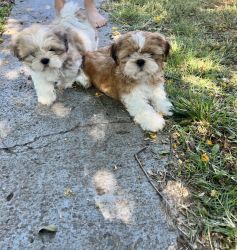 Shih tuz males 2 available