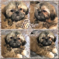 Shih Tzu Puppy, Handsome Male Available Akc Parents, Dna Health Tested