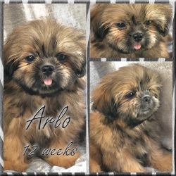 Shih Tzu Puppy, Small Male Available (Akc Parents, Dna Health Tested