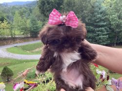 SOLD !!!ANNE, our Tiny Toy Liver Shih Tzu pure breed, CKC, 9 weeks old