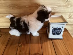 BRUNO, TOY IMPERIAL SHIH TZU CKC, liver, chocolate and white
