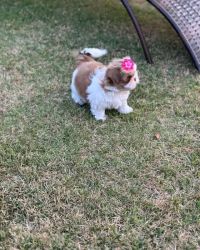 Lovely shihtzu puppies available for adoption