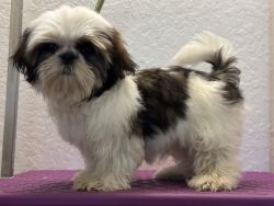 Shih Tzu puppy for sale in Pierson, Fl