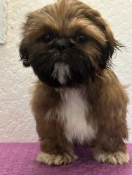 Shih Tzu puppy for sale in PIerson, Fl