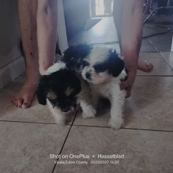 3shis_tzu puppies for sale