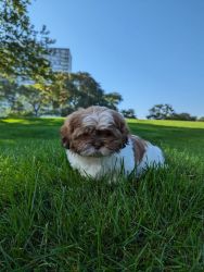 Shih Tzu pup for sale