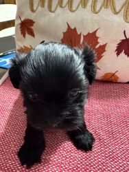 Cute black little girl looking for loving home