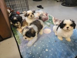 Shih tzu puppies ready for their forever home