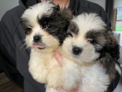 Male Shih Tzu puppies
