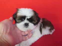 Adorable Shih Tzu Pup.MALE