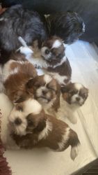 Shuh tzu puppies for sale