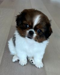 Girl Shih-Tzu puppy for sale