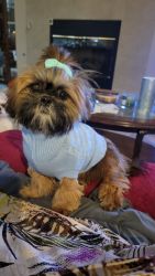 ADORABLE BROWNISH RED SHIHTZU, FEMALE, 9 MONTHS OLD, FEMALE