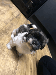 Lovely Shih tzu puppies ready to leave us now