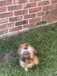 Shihtzu looking for his forever home