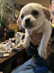Shi chi pups for sale