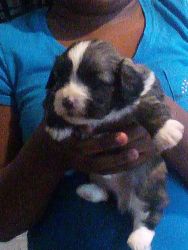 3 male shih Tzu puppies ready December first