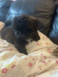 Lovely Beautiful Shih Tzu Puppies ready now