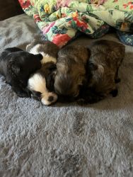 Shih Tzu Puppies for Sale!