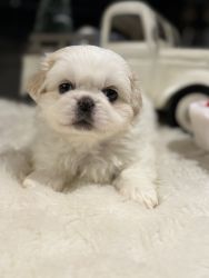 Meet Cotton a8 week old puppy