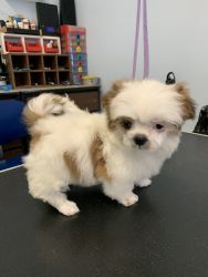 Shihtzu Puppies for sale Manlius ny