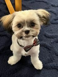 Shih Tzus For Sale at Boujee Kennels