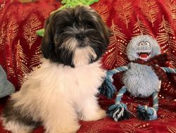Christmas Special ! AKC Shih tzus
