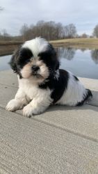 Shih-tzu puppy for sale