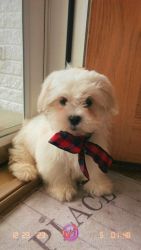 Puppy for sale( Rochester Mi)