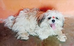 Tri colour fully vaccinated healthy Shih Tzu