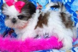 Shih Tzu puppies looking for a new Home