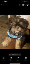Lovable Shih Tzu looking for a nice home