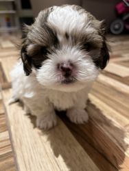 Extremely Reliable Shih Tzu puppies