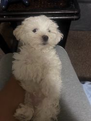 New puppy looking for a new home