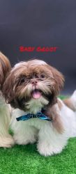 If you love shih Tzus Click here!!!