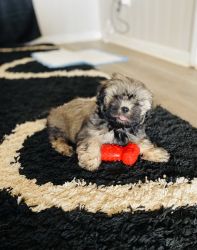 4 month old imperial shih tzu puppy