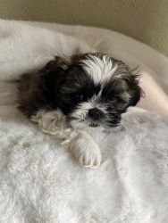 Shih tzu pups in need of a loving forever family
