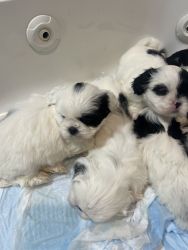 Shih Tzu ready for a new home
