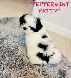 Shih tzu -Pepper Mint Patty