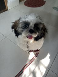 Shih tzu 3 months old puppy and vaccinated
