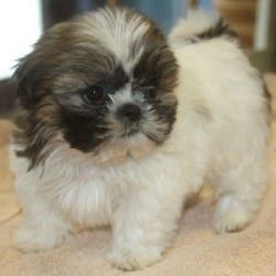 ADORABLE Tiny “Shih Tzu” Designer Breed Pups For Sale