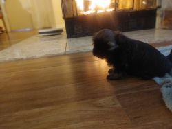 Shih Tzu ready to go their new home