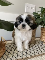 Shih tzu puppies ready for a loving home