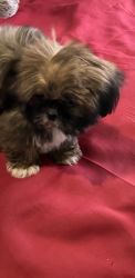Purebred AKC registered Shih Tzu puppies available 10 weeks