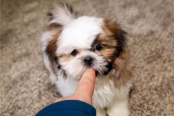 Caring Shih Tzu puppies for good homes