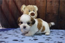 Joyous Shih Tzu Puppies for sale